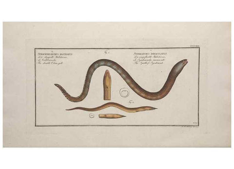 Reproducción/Reproduction 49774604341: Ichtyologie, ou, Histoire naturelle, générale et particulière des poissons :. A Berlin :Chez l'auteur, & chez François de la Garde libraire,1785-1797.. 