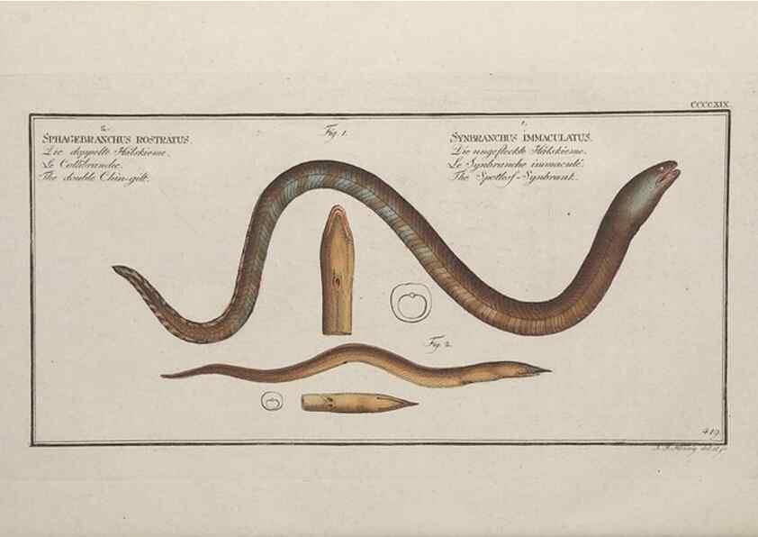 Reproducción/Reproduction 49774604341: Ichtyologie, ou, Histoire naturelle, générale et particulière des poissons :. A Berlin :Chez l'auteur, & chez François de la Garde libraire,1785-1797.. 