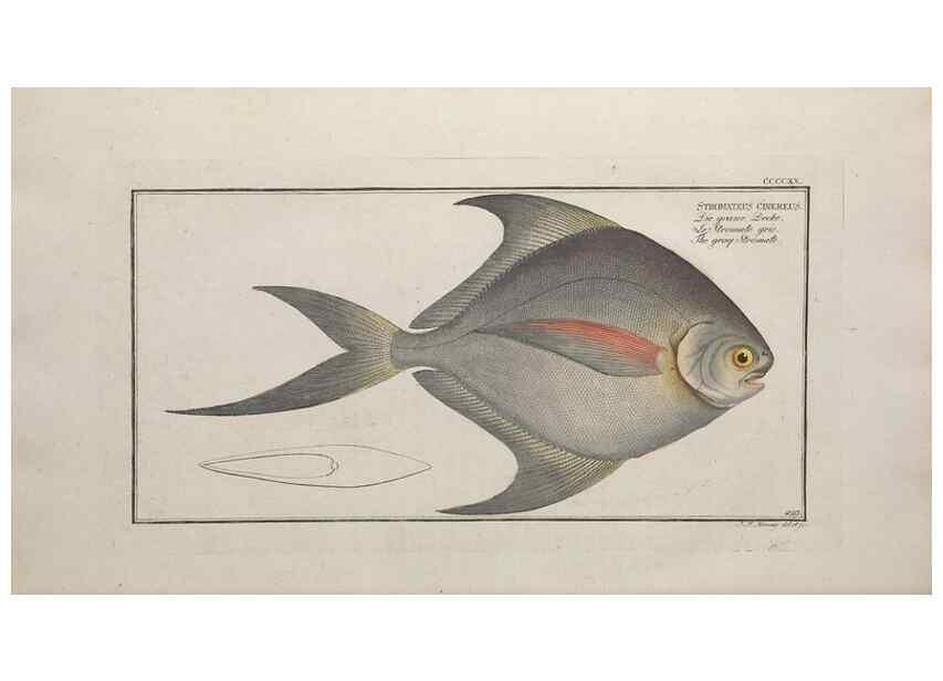Reproducción/Reproduction 49774074183: Ichtyologie, ou, Histoire naturelle, générale et particulière des poissons :. A Berlin :Chez l'auteur, & chez François de la Garde libraire,1785-1797.. 
