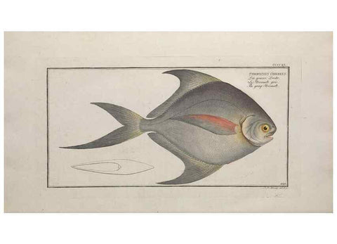Reproducción/Reproduction 49774074183: Ichtyologie, ou, Histoire naturelle, générale et particulière des poissons :. A Berlin :Chez l'auteur, & chez François de la Garde libraire,1785-1797.. 
