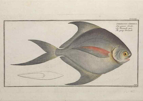Reproducción/Reproduction 49774074183: Ichtyologie, ou, Histoire naturelle, générale et particulière des poissons :. A Berlin :Chez l'auteur, & chez François de la Garde libraire,1785-1797.. 