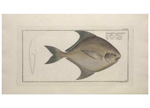 Reproducción/Reproduction 49774074528: Ichtyologie, ou, Histoire naturelle, générale et particulière des poissons :. A Berlin :Chez l'auteur, & chez François de la Garde libraire,1785-1797.. 