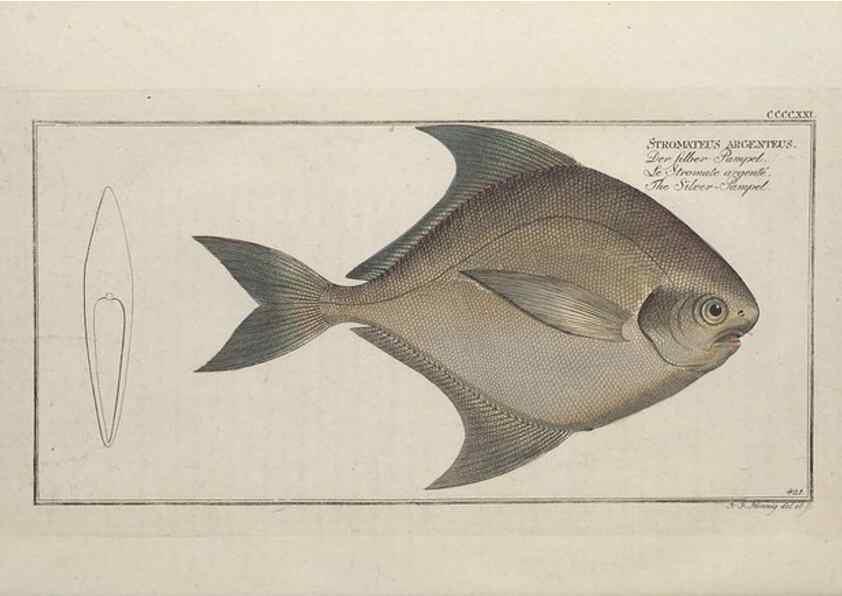 Reproducción/Reproduction 49774074528: Ichtyologie, ou, Histoire naturelle, générale et particulière des poissons :. A Berlin :Chez l'auteur, & chez François de la Garde libraire,1785-1797.. 