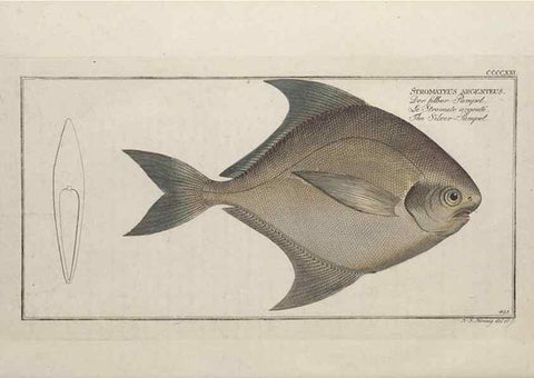 Reproducción/Reproduction 49774074528: Ichtyologie, ou, Histoire naturelle, générale et particulière des poissons :. A Berlin :Chez l'auteur, & chez François de la Garde libraire,1785-1797.. 