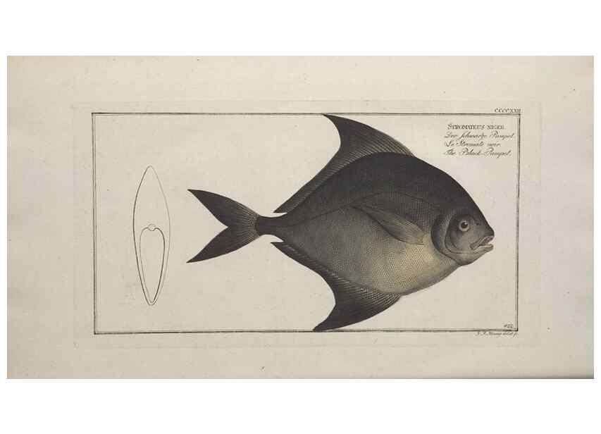 Reproducción/Reproduction 49774605381: Ichtyologie, ou, Histoire naturelle, générale et particulière des poissons :. A Berlin :Chez l'auteur, & chez François de la Garde libraire,1785-1797.. 