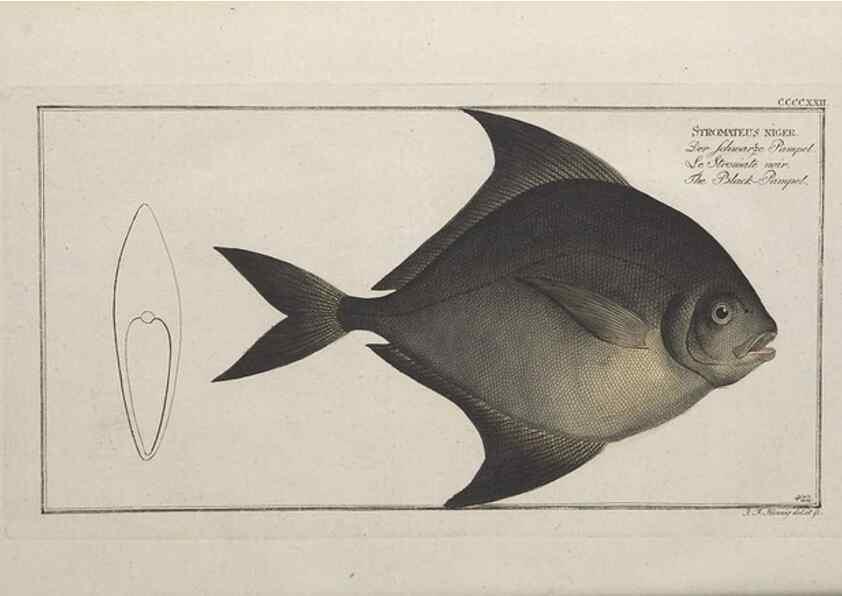 Reproducción/Reproduction 49774605381: Ichtyologie, ou, Histoire naturelle, générale et particulière des poissons :. A Berlin :Chez l'auteur, & chez François de la Garde libraire,1785-1797.. 