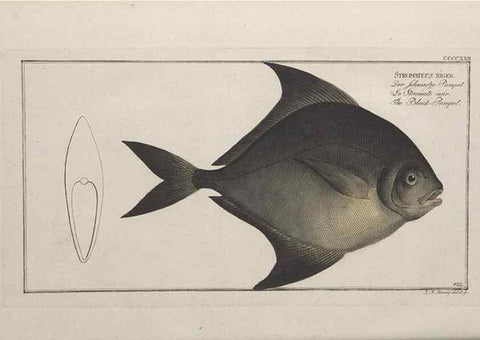 Reproducción/Reproduction 49774605381: Ichtyologie, ou, Histoire naturelle, générale et particulière des poissons :. A Berlin :Chez l'auteur, & chez François de la Garde libraire,1785-1797.. 