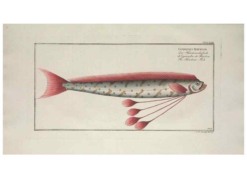 Reproducción/Reproduction 49774936582: Ichtyologie, ou, Histoire naturelle, générale et particulière des poissons :. A Berlin :Chez l'auteur, & chez François de la Garde libraire,1785-1797.. 