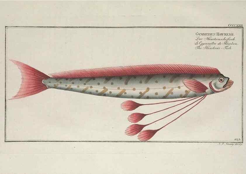 Reproducción/Reproduction 49774936582: Ichtyologie, ou, Histoire naturelle, générale et particulière des poissons :. A Berlin :Chez l'auteur, & chez François de la Garde libraire,1785-1797.. 