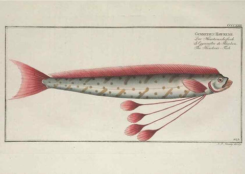 Reproducción/Reproduction 49774936582: Ichtyologie, ou, Histoire naturelle, générale et particulière des poissons :. A Berlin :Chez l'auteur, & chez François de la Garde libraire,1785-1797.. 