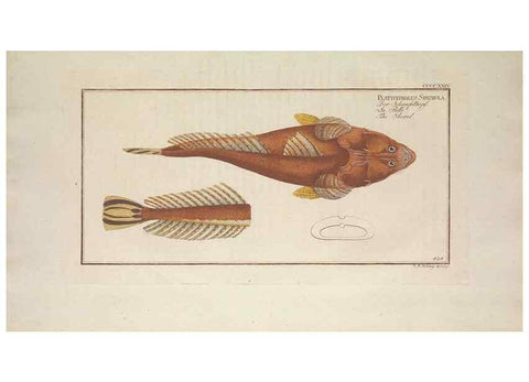 Reproducción/Reproduction 49774075803: Ichtyologie, ou, Histoire naturelle, générale et particulière des poissons :. A Berlin :Chez l'auteur, & chez François de la Garde libraire,1785-1797.. 