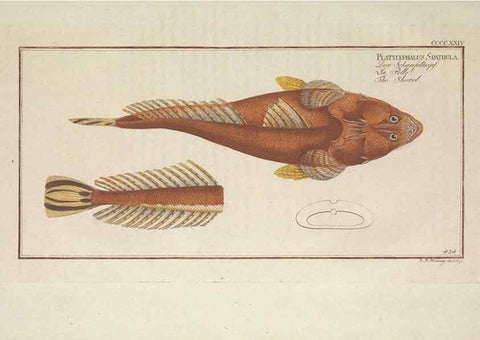 Reproducción/Reproduction 49774075803: Ichtyologie, ou, Histoire naturelle, générale et particulière des poissons :. A Berlin :Chez l'auteur, & chez François de la Garde libraire,1785-1797.. 