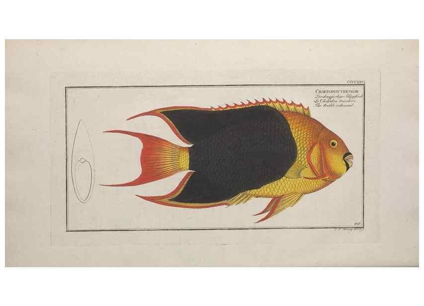 Reproducción/Reproduction 49774606461: Ichtyologie, ou, Histoire naturelle, générale et particulière des poissons :. A Berlin :Chez l'auteur, & chez François de la Garde libraire,1785-1797.. 