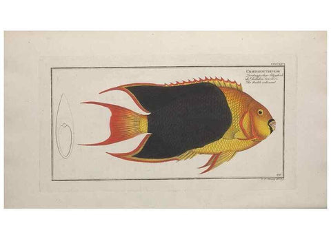 Reproducción/Reproduction 49774606461: Ichtyologie, ou, Histoire naturelle, générale et particulière des poissons :. A Berlin :Chez l'auteur, & chez François de la Garde libraire,1785-1797.. 