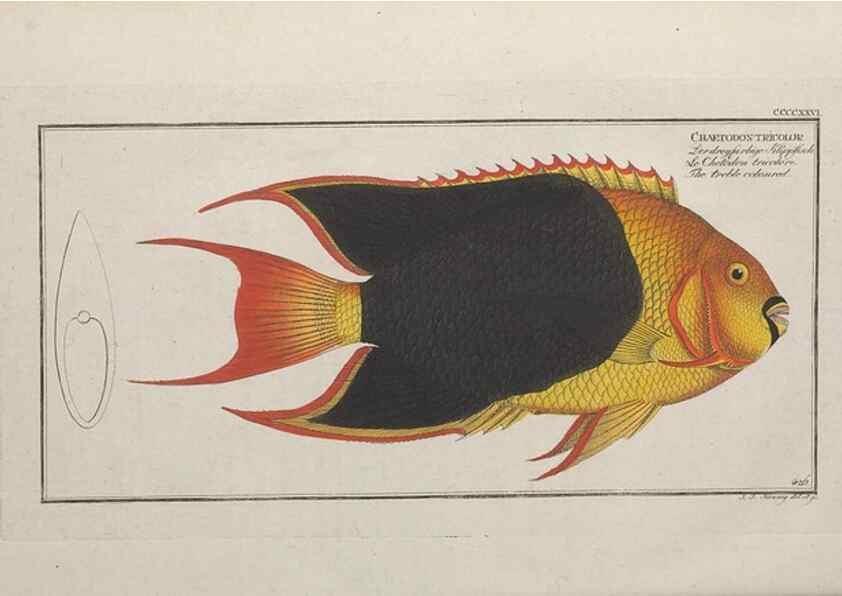 Reproducción/Reproduction 49774606461: Ichtyologie, ou, Histoire naturelle, générale et particulière des poissons :. A Berlin :Chez l'auteur, & chez François de la Garde libraire,1785-1797.. 