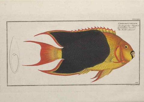 Reproducción/Reproduction 49774606461: Ichtyologie, ou, Histoire naturelle, générale et particulière des poissons :. A Berlin :Chez l'auteur, & chez François de la Garde libraire,1785-1797.. 