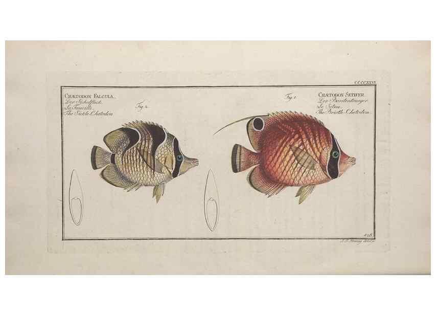 Reproducción/Reproduction 49774606776: Ichtyologie, ou, Histoire naturelle, générale et particulière des poissons :. A Berlin :Chez l'auteur, & chez François de la Garde libraire,1785-1797.. 