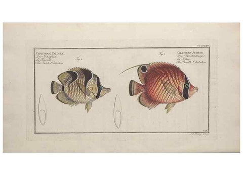 Reproducción/Reproduction 49774606776: Ichtyologie, ou, Histoire naturelle, générale et particulière des poissons :. A Berlin :Chez l'auteur, & chez François de la Garde libraire,1785-1797.. 