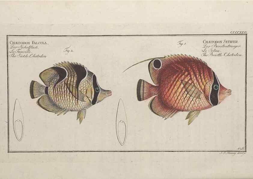 Reproducción/Reproduction 49774606776: Ichtyologie, ou, Histoire naturelle, générale et particulière des poissons :. A Berlin :Chez l'auteur, & chez François de la Garde libraire,1785-1797.. 