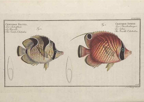 Reproducción/Reproduction 49774606776: Ichtyologie, ou, Histoire naturelle, générale et particulière des poissons :. A Berlin :Chez l'auteur, & chez François de la Garde libraire,1785-1797.. 