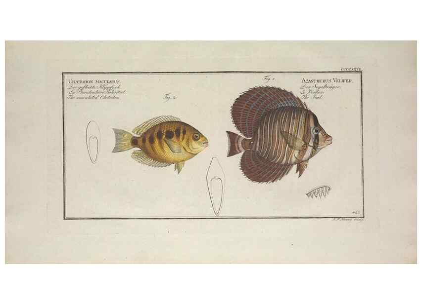 Reproducción/Reproduction 49774077033: Ichtyologie, ou, Histoire naturelle, générale et particulière des poissons :. A Berlin :Chez l'auteur, & chez François de la Garde libraire,1785-1797.. 