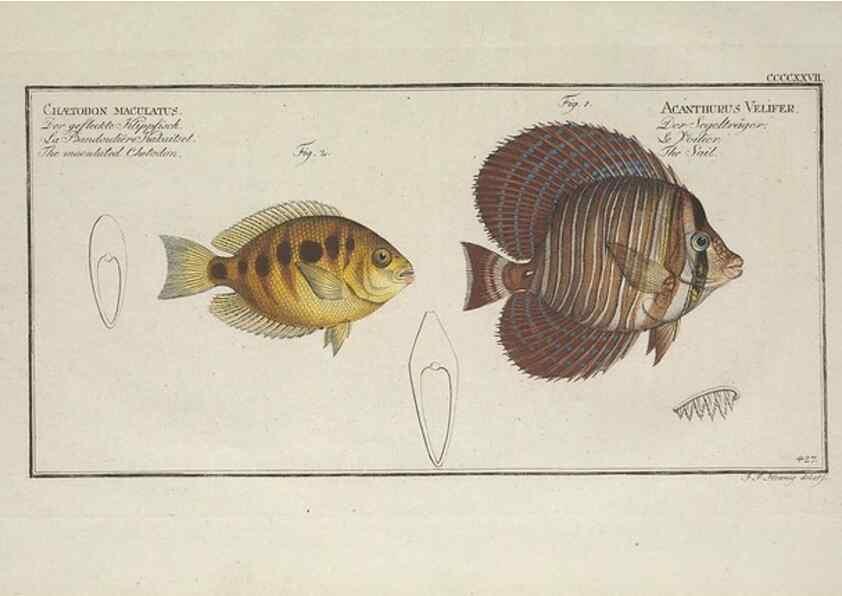 Reproducción/Reproduction 49774077033: Ichtyologie, ou, Histoire naturelle, générale et particulière des poissons :. A Berlin :Chez l'auteur, & chez François de la Garde libraire,1785-1797.. 