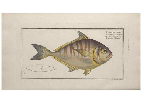 Reproducción/Reproduction 49774938342: Ichtyologie, ou, Histoire naturelle, générale et particulière des poissons :. A Berlin :Chez l'auteur, & chez François de la Garde libraire,1785-1797.. 