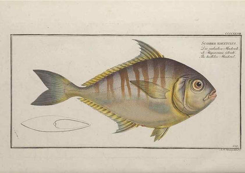 Reproducción/Reproduction 49774938342: Ichtyologie, ou, Histoire naturelle, générale et particulière des poissons :. A Berlin :Chez l'auteur, & chez François de la Garde libraire,1785-1797.. 
