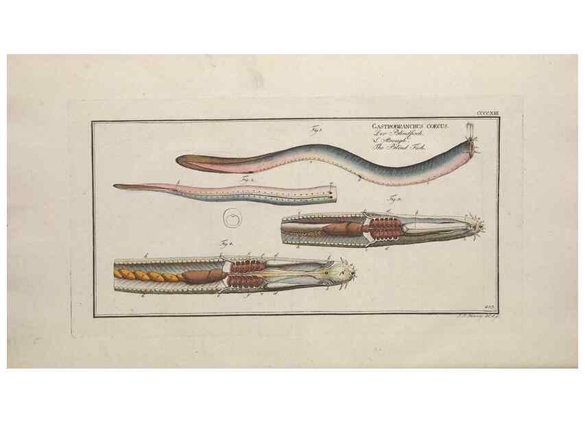 Reproducción/Reproduction 49774602171: Ichtyologie, ou, Histoire naturelle, générale et particulière des poissons :. A Berlin :Chez l'auteur, & chez François de la Garde libraire,1785-1797.. 