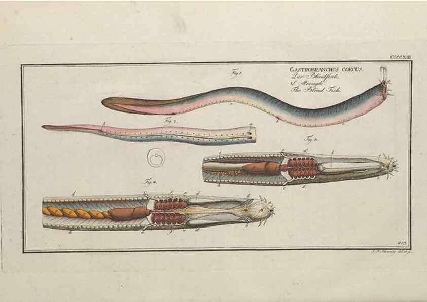 Reproducción/Reproduction 49774602171: Ichtyologie, ou, Histoire naturelle, générale et particulière des poissons :. A Berlin :Chez l'auteur, & chez François de la Garde libraire,1785-1797.. 
