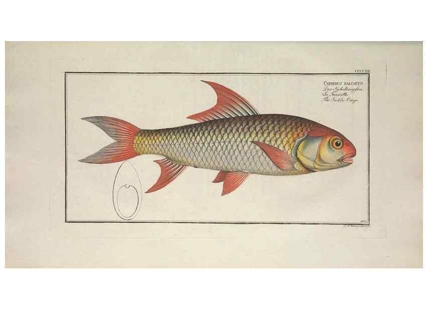 Reproducción/Reproduction 49774932787: Ichtyologie, ou, Histoire naturelle, générale et particulière des poissons :. A Berlin :Chez l'auteur, & chez François de la Garde libraire,1785-1797.. 