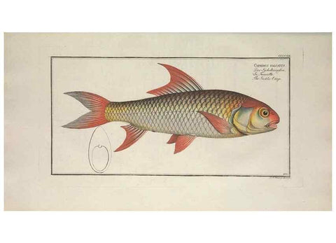 Reproducción/Reproduction 49774932787: Ichtyologie, ou, Histoire naturelle, générale et particulière des poissons :. A Berlin :Chez l'auteur, & chez François de la Garde libraire,1785-1797.. 