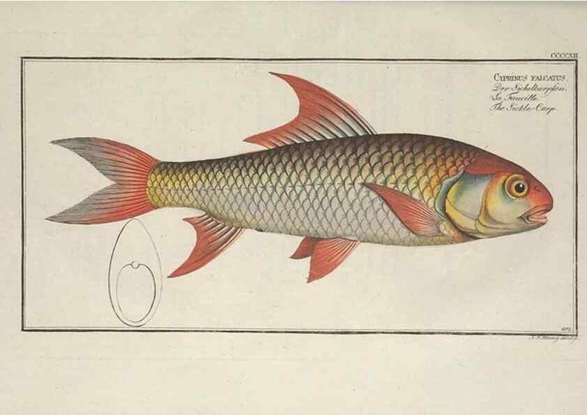 Reproducción/Reproduction 49774932787: Ichtyologie, ou, Histoire naturelle, générale et particulière des poissons :. A Berlin :Chez l'auteur, & chez François de la Garde libraire,1785-1797.. 