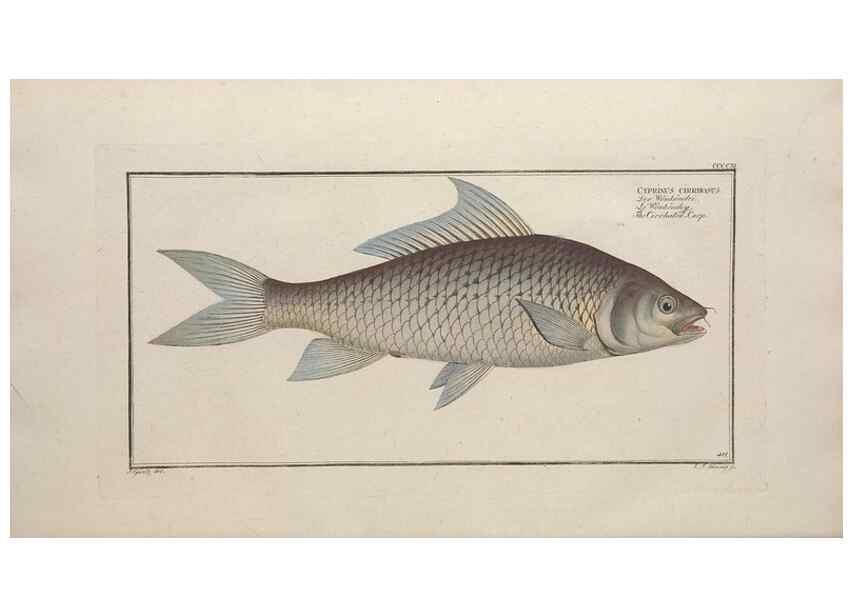 Reproducción/Reproduction 49774601531: Ichtyologie, ou, Histoire naturelle, générale et particulière des poissons :. A Berlin :Chez l'auteur, & chez François de la Garde libraire,1785-1797.. 