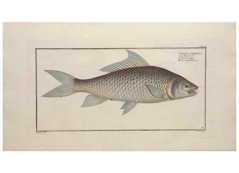 Reproducción/Reproduction 49774601531: Ichtyologie, ou, Histoire naturelle, générale et particulière des poissons :. A Berlin :Chez l'auteur, & chez François de la Garde libraire,1785-1797.. 