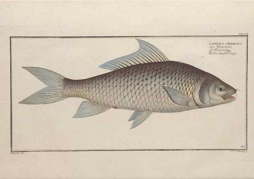 Reproducción/Reproduction 49774601531: Ichtyologie, ou, Histoire naturelle, générale et particulière des poissons :. A Berlin :Chez l'auteur, & chez François de la Garde libraire,1785-1797.. 