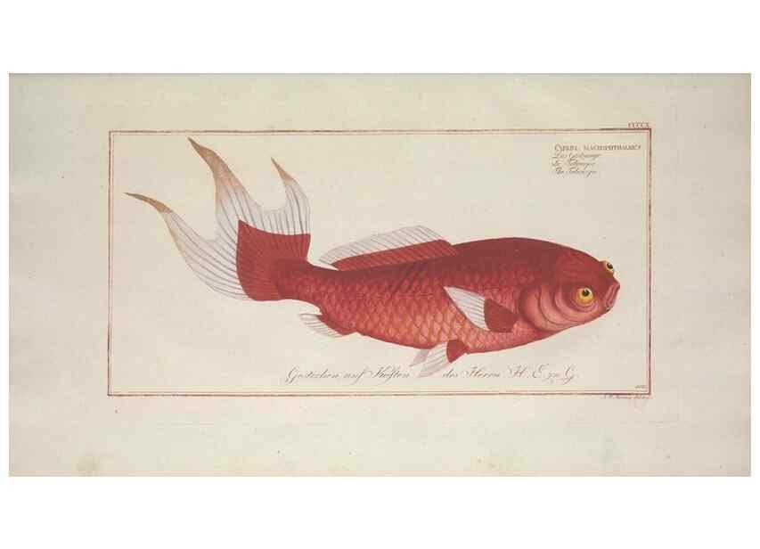 Reproducción/Reproduction 49774071138: Ichtyologie, ou, Histoire naturelle, générale et particulière des poissons :. A Berlin :Chez l'auteur, & chez François de la Garde libraire,1785-1797.. 
