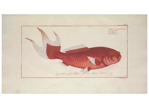 Reproducción/Reproduction 49774071138: Ichtyologie, ou, Histoire naturelle, générale et particulière des poissons :. A Berlin :Chez l'auteur, & chez François de la Garde libraire,1785-1797.. 