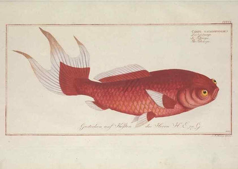 Reproducción/Reproduction 49774071138: Ichtyologie, ou, Histoire naturelle, générale et particulière des poissons :. A Berlin :Chez l'auteur, & chez François de la Garde libraire,1785-1797.. 