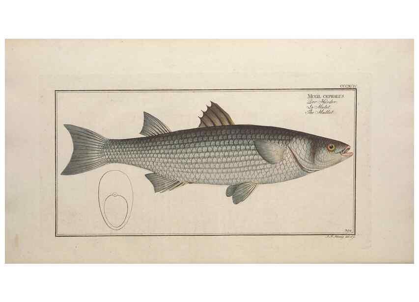 Reproducción/Reproduction 49774568086: Ichtyologie, ou, Histoire naturelle, générale et particulière des poissons :. A Berlin :Chez l'auteur, & chez François de la Garde libraire,1785-1797.. 