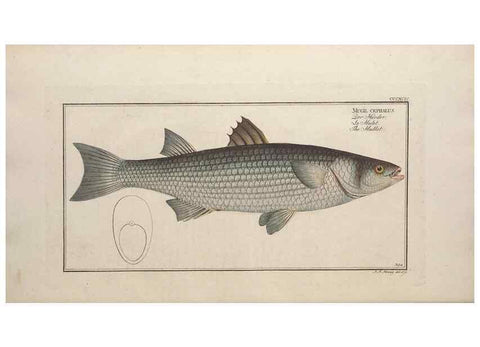 Reproducción/Reproduction 49774568086: Ichtyologie, ou, Histoire naturelle, générale et particulière des poissons :. A Berlin :Chez l'auteur, & chez François de la Garde libraire,1785-1797.. 