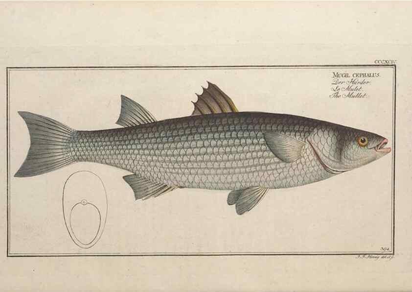 Reproducción/Reproduction 49774568086: Ichtyologie, ou, Histoire naturelle, générale et particulière des poissons :. A Berlin :Chez l'auteur, & chez François de la Garde libraire,1785-1797.. 