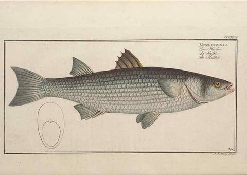 Reproducción/Reproduction 49774568086: Ichtyologie, ou, Histoire naturelle, générale et particulière des poissons :. A Berlin :Chez l'auteur, & chez François de la Garde libraire,1785-1797.. 