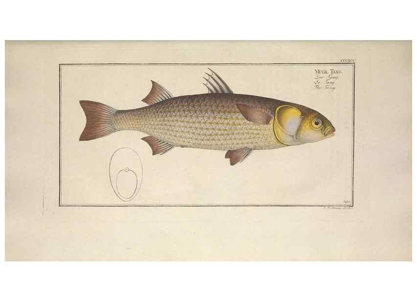 Reproducción/Reproduction 49774038338: Ichtyologie, ou, Histoire naturelle, générale et particulière des poissons :. A Berlin :Chez l'auteur, & chez François de la Garde libraire,1785-1797.. 