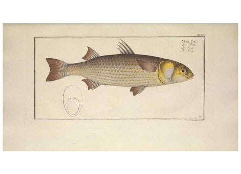 Reproducción/Reproduction 49774038338: Ichtyologie, ou, Histoire naturelle, générale et particulière des poissons :. A Berlin :Chez l'auteur, & chez François de la Garde libraire,1785-1797.. 