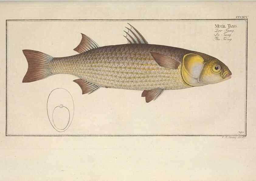 Reproducción/Reproduction 49774038338: Ichtyologie, ou, Histoire naturelle, générale et particulière des poissons :. A Berlin :Chez l'auteur, & chez François de la Garde libraire,1785-1797.. 