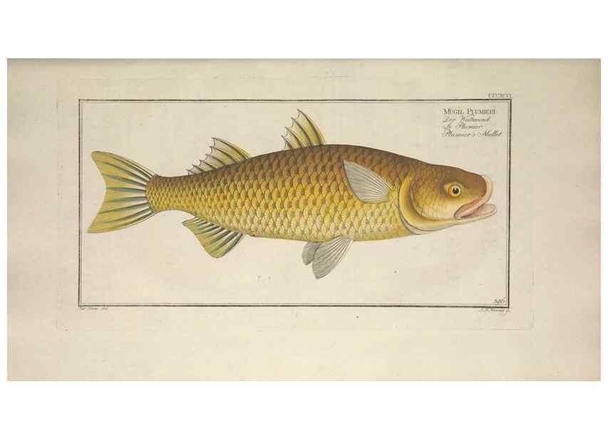 Reproducción/Reproduction 49774568771: Ichtyologie, ou, Histoire naturelle, générale et particulière des poissons :. A Berlin :Chez l'auteur, & chez François de la Garde libraire,1785-1797.. 