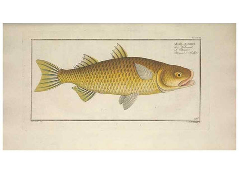 Reproducción/Reproduction 49774568771: Ichtyologie, ou, Histoire naturelle, générale et particulière des poissons :. A Berlin :Chez l'auteur, & chez François de la Garde libraire,1785-1797.. 