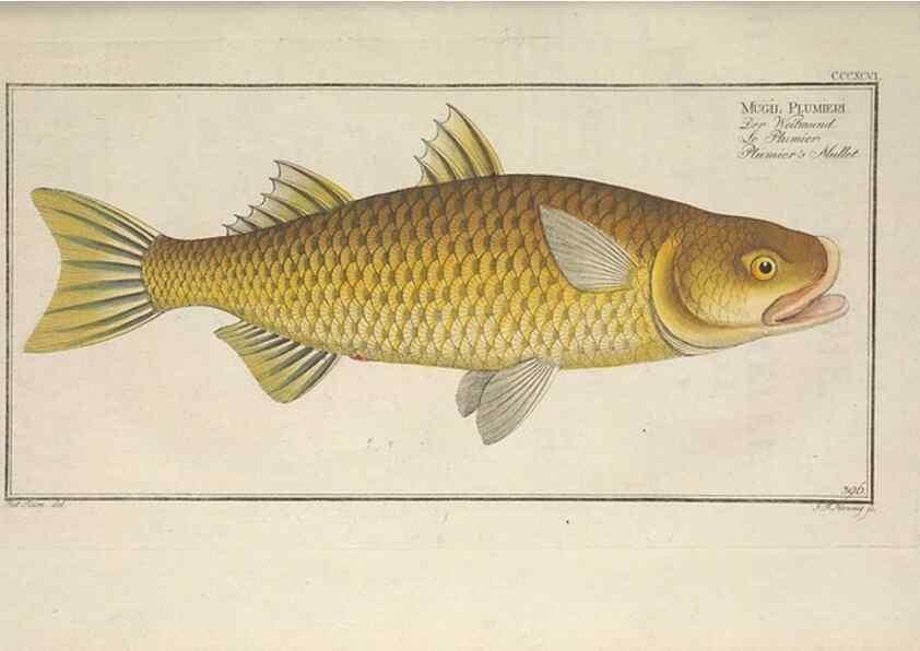 Reproducción/Reproduction 49774568771: Ichtyologie, ou, Histoire naturelle, générale et particulière des poissons :. A Berlin :Chez l'auteur, & chez François de la Garde libraire,1785-1797.. 