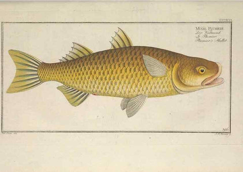Reproducción/Reproduction 49774568771: Ichtyologie, ou, Histoire naturelle, générale et particulière des poissons :. A Berlin :Chez l'auteur, & chez François de la Garde libraire,1785-1797.. 